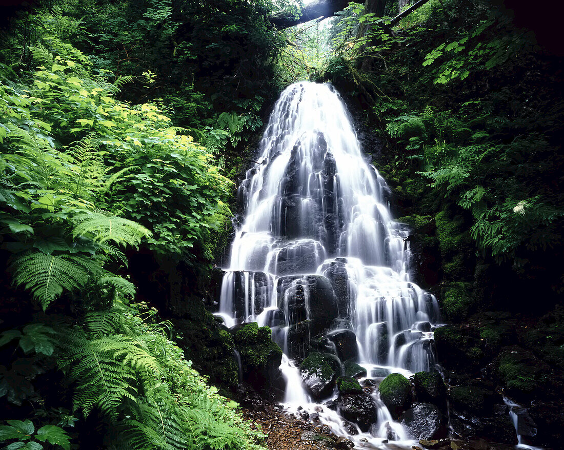 Bewegungsunschärfe des über Felsen fließenden Wassers in einer Reihe von Wasserfällen in einem Regenwald in der Columbia River Gorge, Oregon, Vereinigte Staaten von Amerika