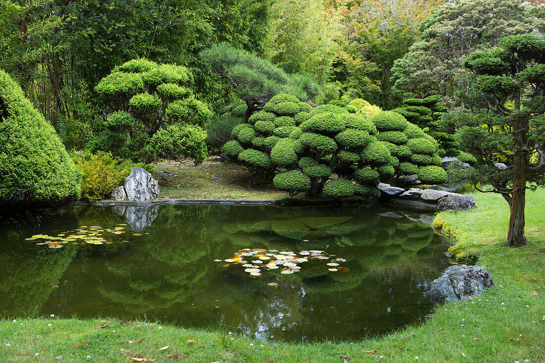 A scenic view of a pond,and artfully sculpted trees in San Francisco's Japanese Tea Garden.,Japanese Tea Garden,San Francisco,California