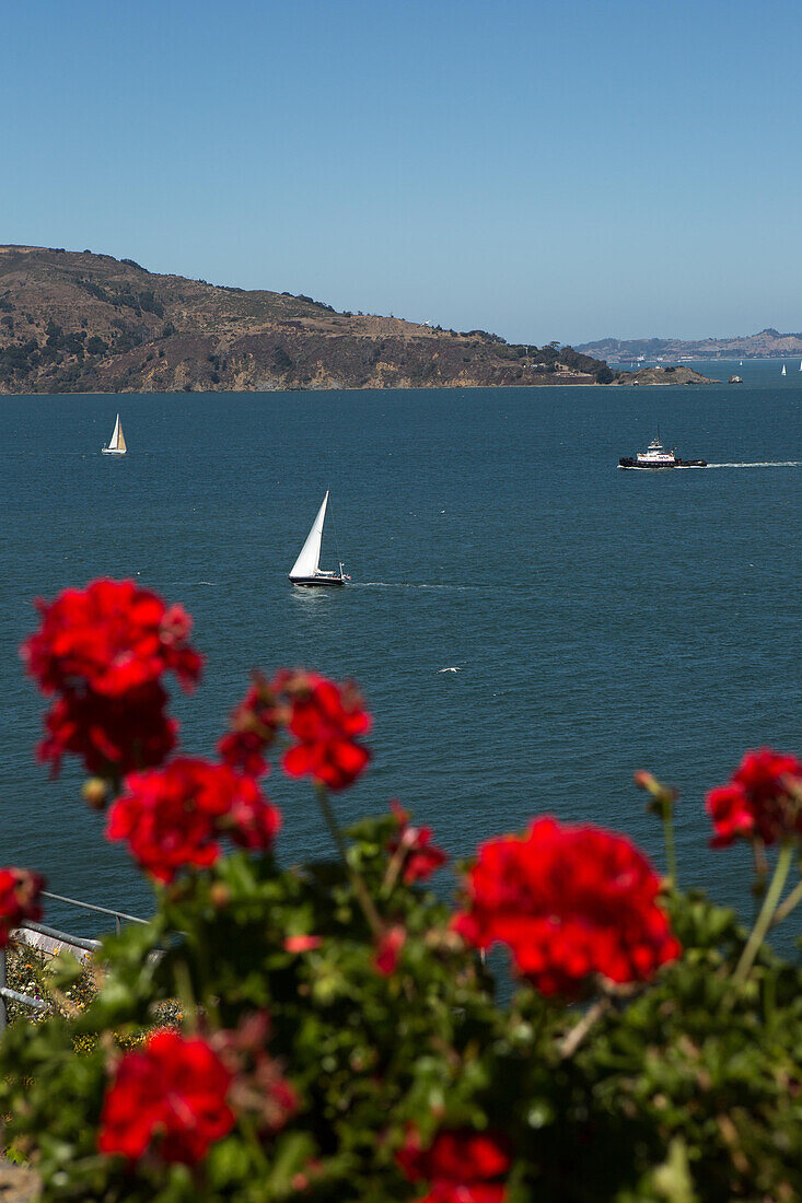 Geranium flowers on Alcatraz Island,and a scenic view of sailboats in San Francisco Bay.,Alcatraz Federal Penitentiary,Alcatraz Island,San Francisco Bay,California