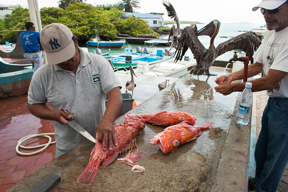 Pelicans wait nearby as a man at a fish market prepares fish for sale.,Puerto Ayora,Santa Cruz Island,Galapagos Islands,Ecuador