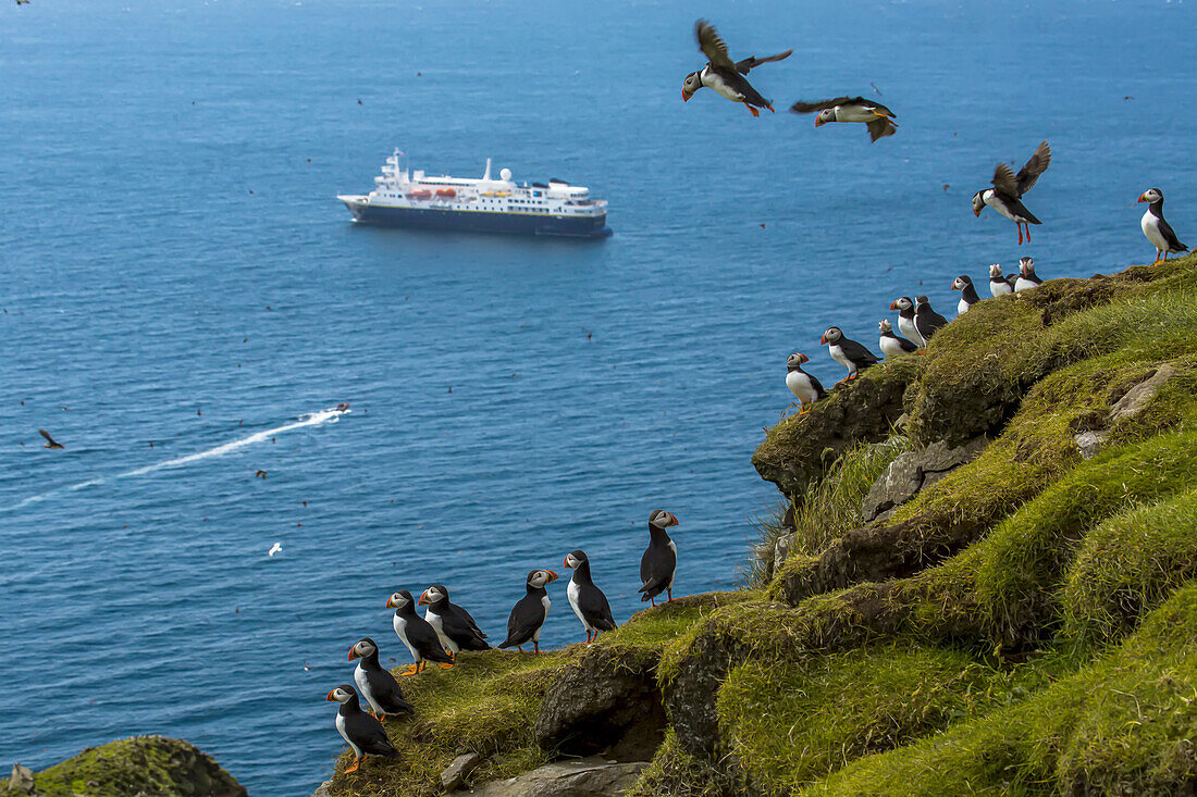 Papageientaucher überblicken ein Kreuzfahrtschiff von einer grasbewachsenen Klippe aus.