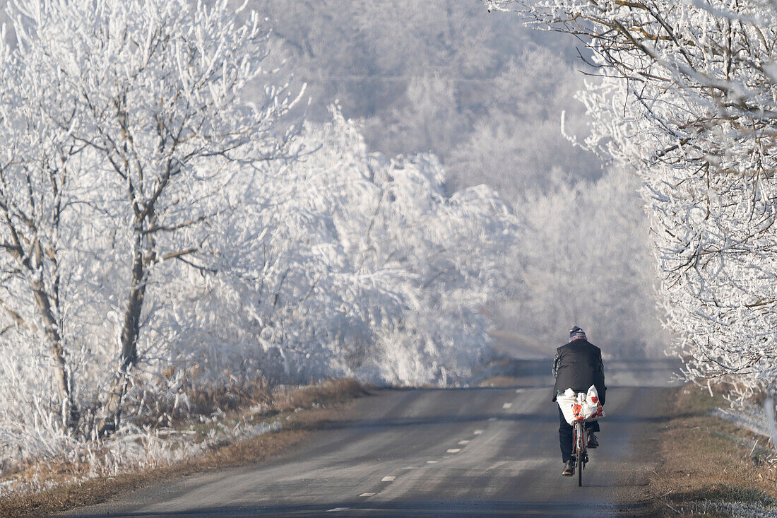 Winter landscape with man on bicycle on road through hoar frost covered trees in rural Transylvania,Romania,Transylvania,Romania