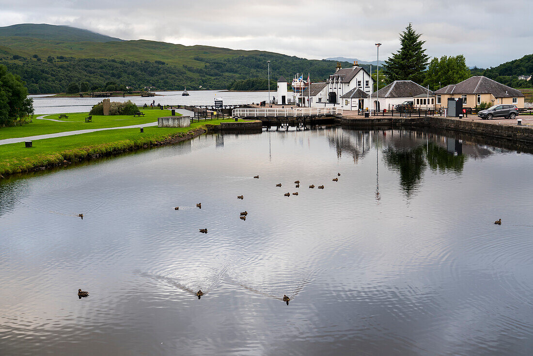 Enten schwimmen im Caledonian Canal bei Corpach,Schottland,Corpach,Schottland
