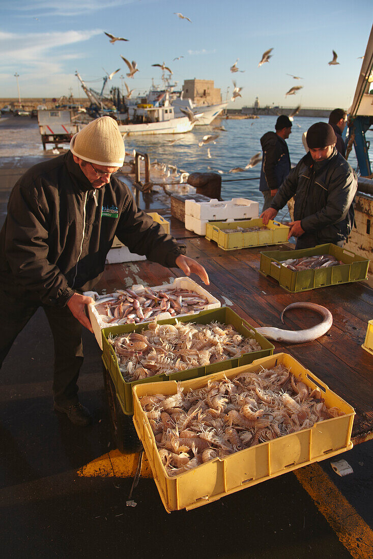 The morning fish catch being off-loaded from boats at Trani,Italy.,Trani,Puglia,Italy.