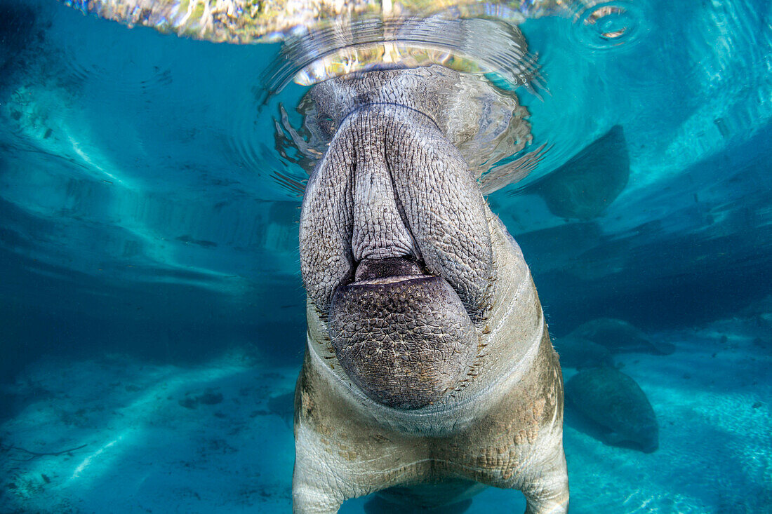 Diese vom Aussterben bedrohte Florida-Seekuh (Trichechus manatus latirostris) durchbricht gerade die Wasseroberfläche mit ihren Nasenlöchern, um Luft zu holen, ähnlich wie das Blasloch eines Wals. An der Wasseroberfläche sind sie fast unsichtbar, was sie für den Bootsverkehr anfällig macht. Three Sisters Spring in Crystal River, Florida, USA. Die Florida-Seekuh ist eine Unterart der Westindischen Seekuh, Crystal River, Florida, Vereinigte Staaten von Amerika