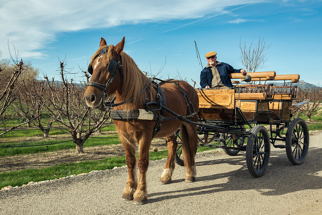 Horse-drawn carriage,Benissanet,Tarragona,Spain