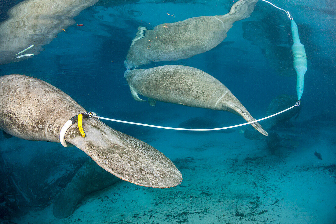 Der grüne Schwimmsender sendet ein Signal, um diese bedrohte Florida-Seekuh (Trichechus manatus latirostris) an der Three Sisters Spring in Crystal River, Florida, zu verfolgen. Die Florida-Seekuh ist eine Unterart der Westindischen Seekuh, Florida, Vereinigte Staaten von Amerika