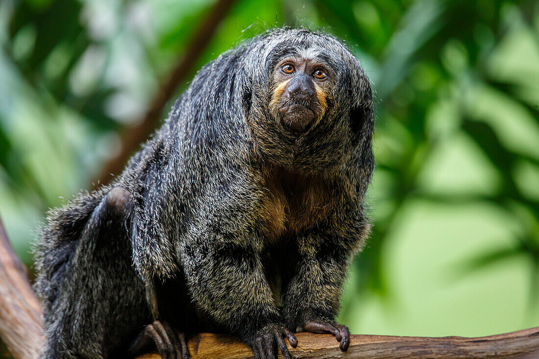 Pale-headed saki (Pithecia pithecia) is also known as the Guianan saki,white-faced saki and the golden-faced saki. They can be found in Brazil,French Guiana,Guyana,Suriname and Venezuela,South America