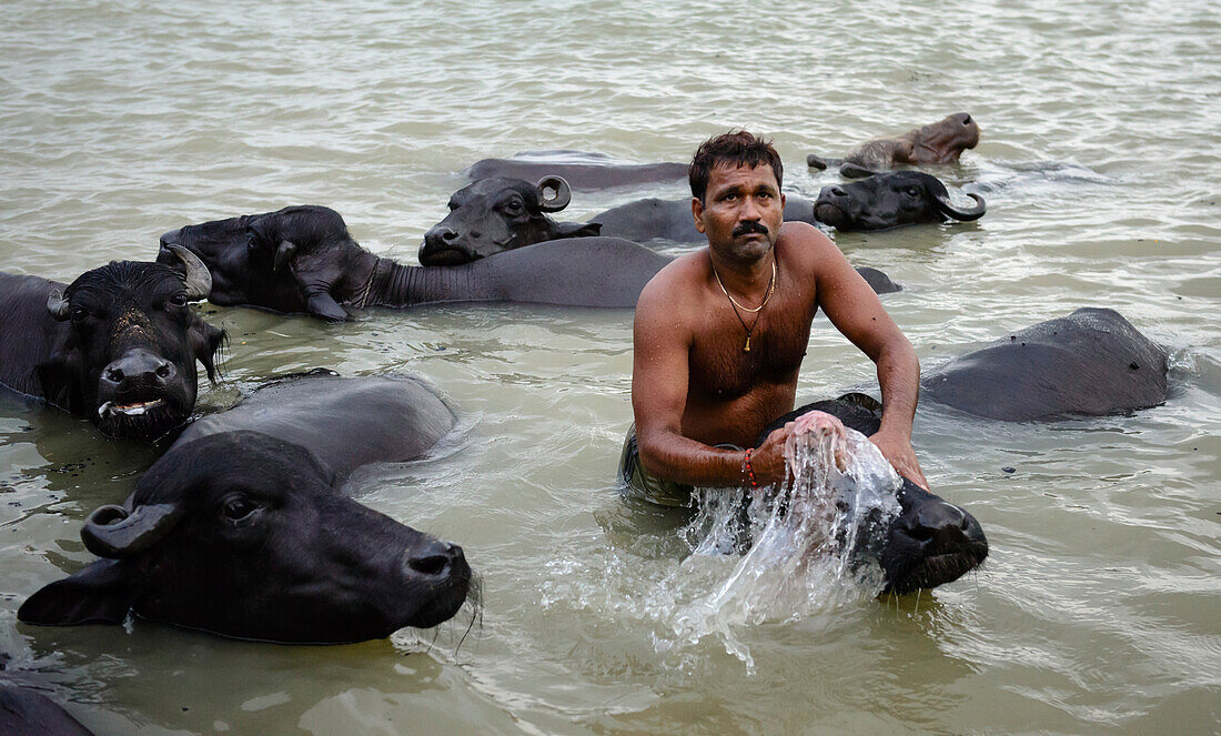 Ein Mann steht beim Waschen der Kühe im Ganges, Varanasi, Indien