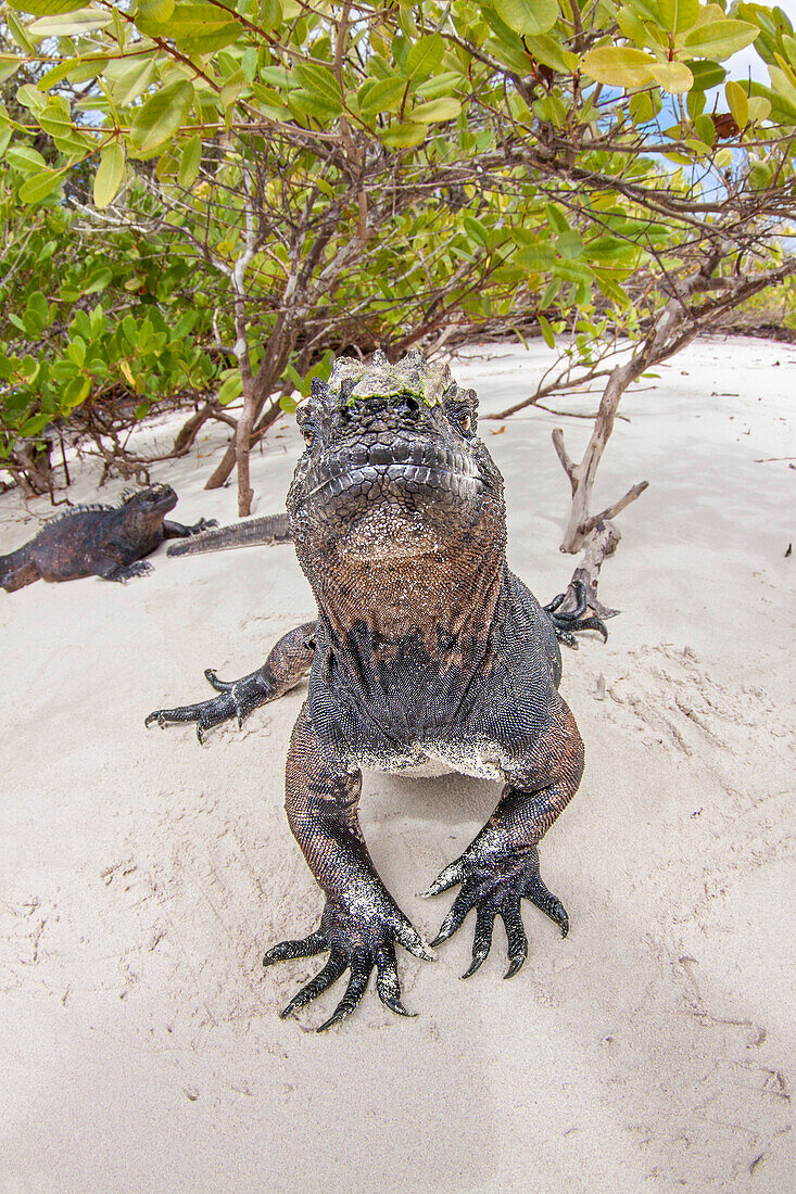 Dieser Meeresleguan (Amblyrhynchus cristatus) wurde fotografiert, kurz nachdem er durch die Mangroven aus dem Meer aufgetaucht war, nachdem er sich einen Morgen lang unter Wasser von Algen ernährt hatte, Santa Cruz Island, Galapagos, Ecuador