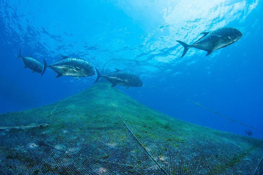 Vier Riesenmakrelen oder Stachelmakrelen (Caranx ignobilis), die auf Hawaii auch als weiße Ulua bekannt sind, patrouillieren vor einer Fischfarm an der Kona-Küste der Big Island. Die Gehege enthalten Almaco-Stachelmakrelen (Seriola rivoliana),Hawaii,Vereinigte Staaten von Amerika