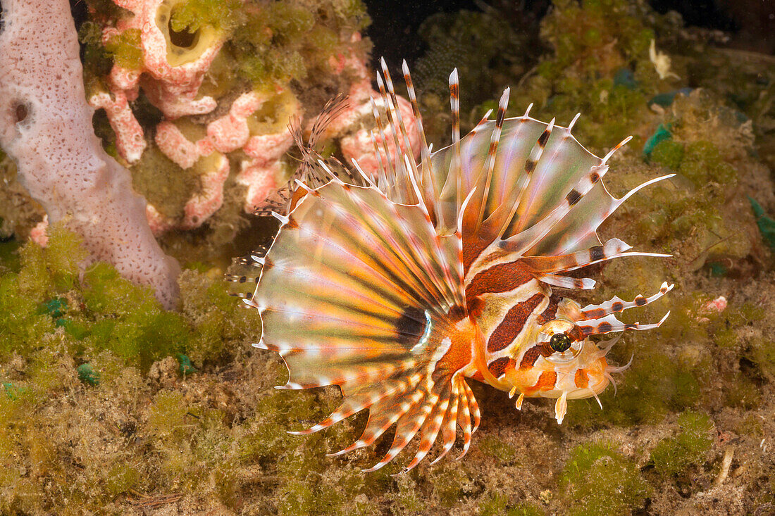 Close look at a Zebra lionfish (Dendrochirus zebra) in the Philippines,Philippines