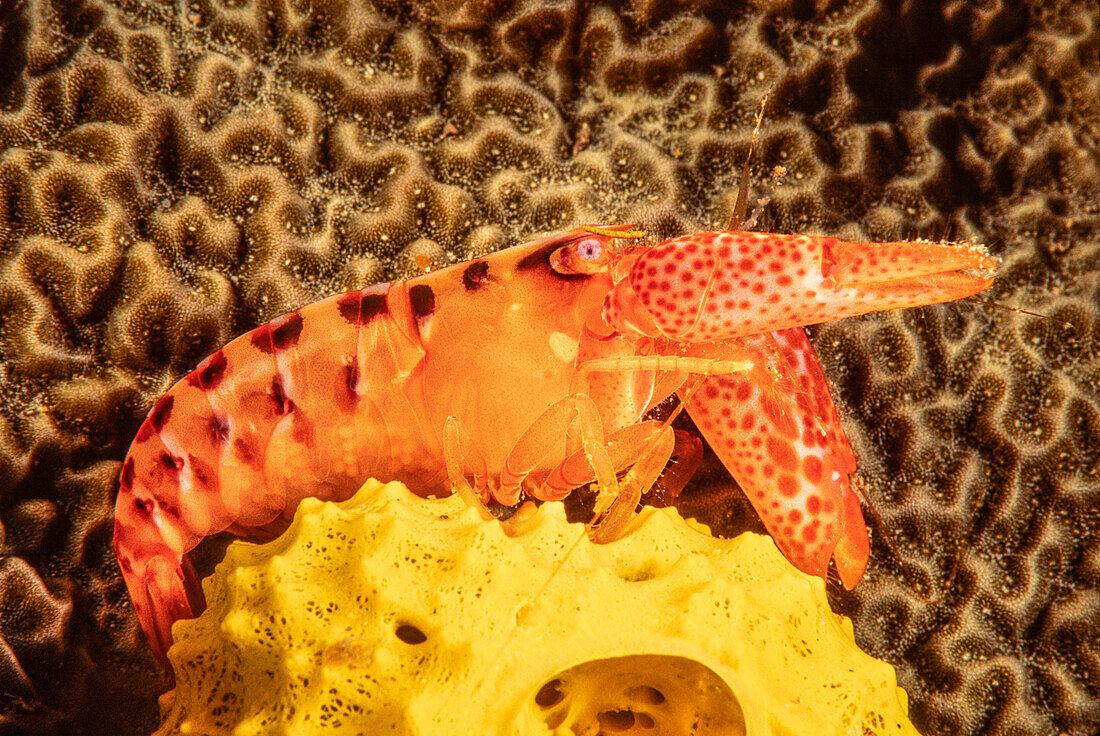 Lottin's snapping shrimp (Aplheus lottini) is the largest snapping shrimp found in Hawaii. This species is dependent on the coral it inhabits and this female is carrying eggs,Hawaii,United States of America