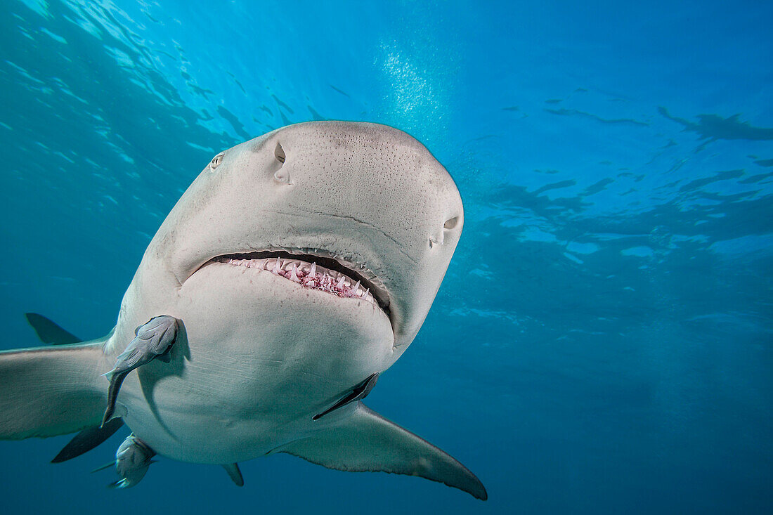 Zitronenhai (Negaprion brevirostris) unter Wasser mit Remoras auf dem Bauch, West End, Grand Bahamas, Atlantik, Bahamas