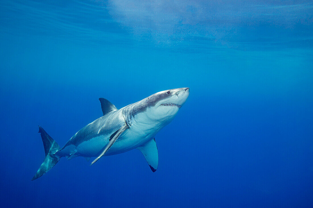 Dieser Weiße Hai (Carcharodon carcharias) wurde vor der Insel Guadalupe fotografiert,Mexiko,Mexiko