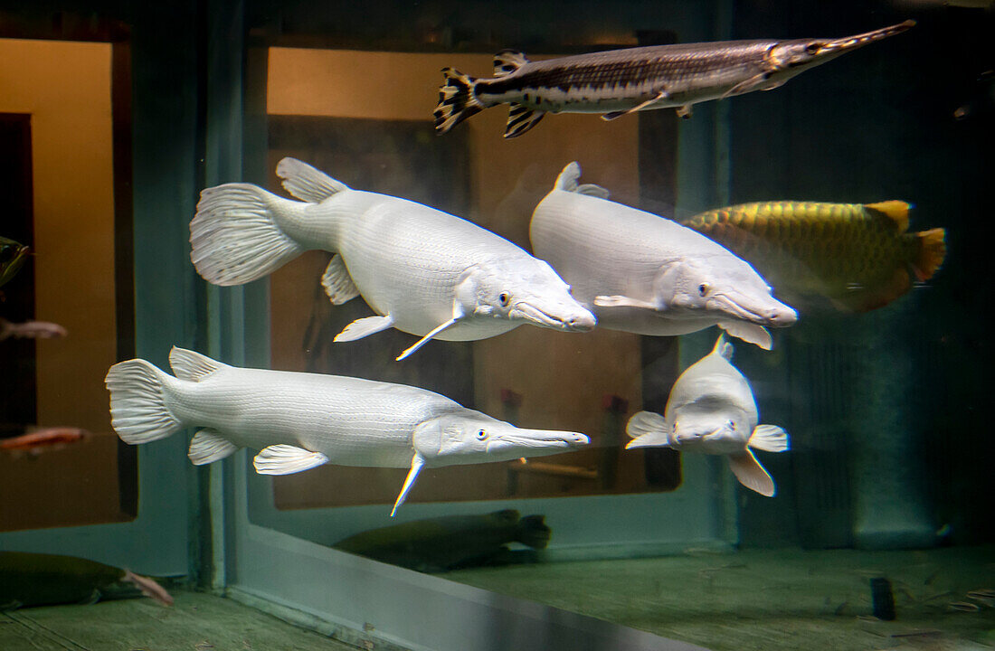 Fische in einem privaten Aquarium in Kyoto, Japan.  Die vier weißen Fische sind wahrscheinlich Albino-Hechte, aber das konnte nicht bestätigt werden,Kyoto,Japan