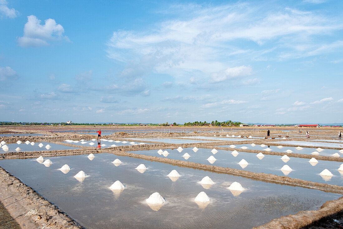 Rice farming in a farming community in Southern Cambodia,Kampot,Cambodia