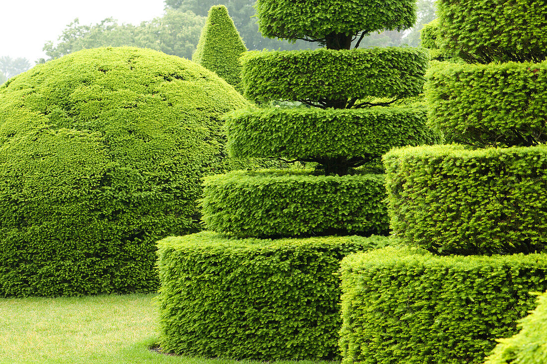 Sculpted shrubs in a topiary garden.,Longwood Gardens,Pennsylvania.