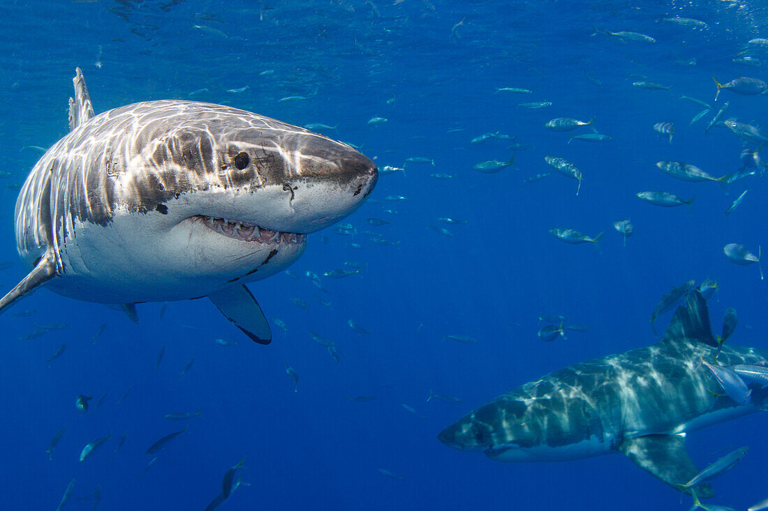 Two Great white sharks (Carcharodon carcharias) photographed off Guadalupe Island,Mexico,Guadalupe Island,Mexico