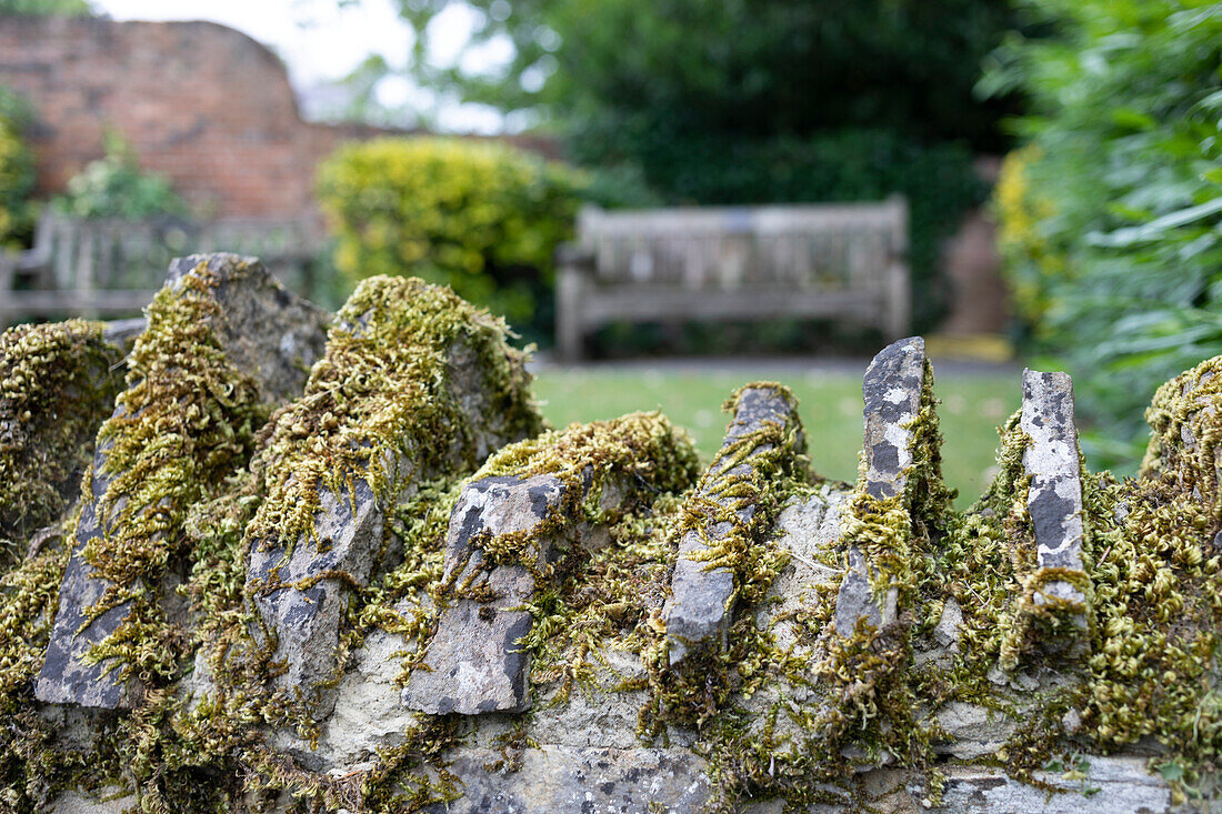 Detailaufnahme von Moos auf einer Steinmauer, Guildford Castle, Surrey, UK, Guildford, Surrey, England