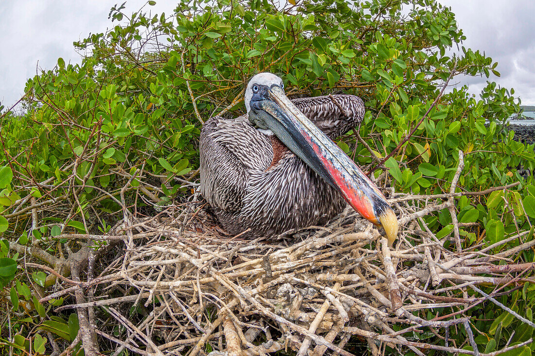 Brauner Pelikan (Pelecanus occidentalis) auf seinem Nest auf der Insel Santa Cruz, Galapagos Archipel, Ecuador, Santa Cruz Island, Galapagos Inseln, Ecuador