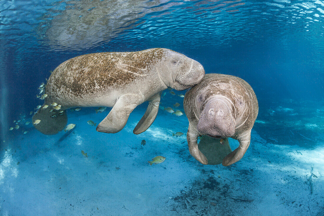 Gefährdete Florida-Seekühe (Trichechus manatus latirostris) an der Three Sisters Spring in Crystal River, Florida, USA. Die Florida-Seekuh ist eine Unterart der Westindischen Seekuh, Florida, Vereinigte Staaten von Amerika