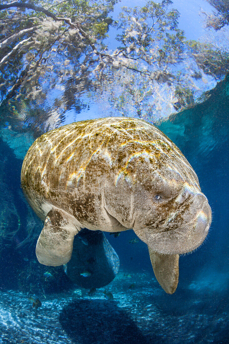 Gefährdete Florida-Seekuh (Trichechus Manatus Latirostris) an der Drei-Schwestern-Quelle, Crystal River, Florida, Vereinigte Staaten von Amerika