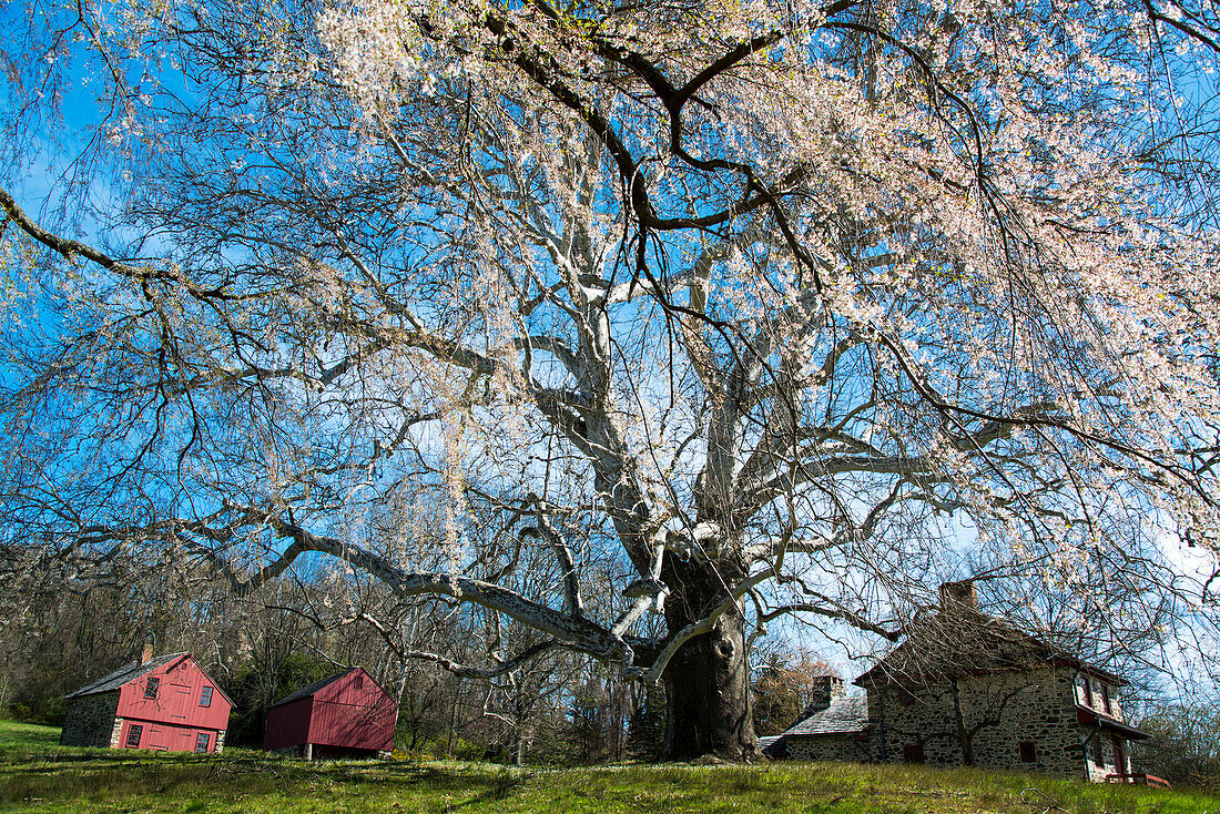 Giant sycamore tree at the Brandywine Battlefield Historic Site,Pennsylvania,USA,Pennsylvania,United States of America