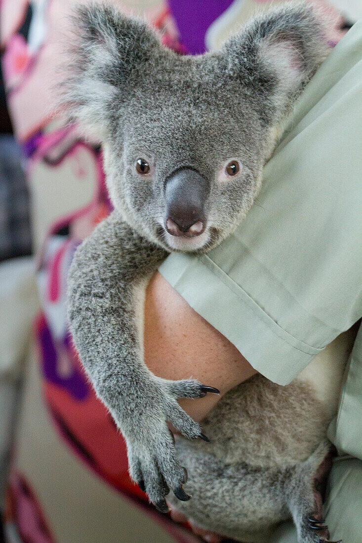 Koala-Bär (Phascolarctos cinereus) in einer Umarmung in Australien,Australien