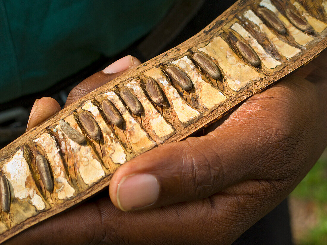 A seed pod of a Mother in law's tongue (Leucaena leucocephala),Jamaica