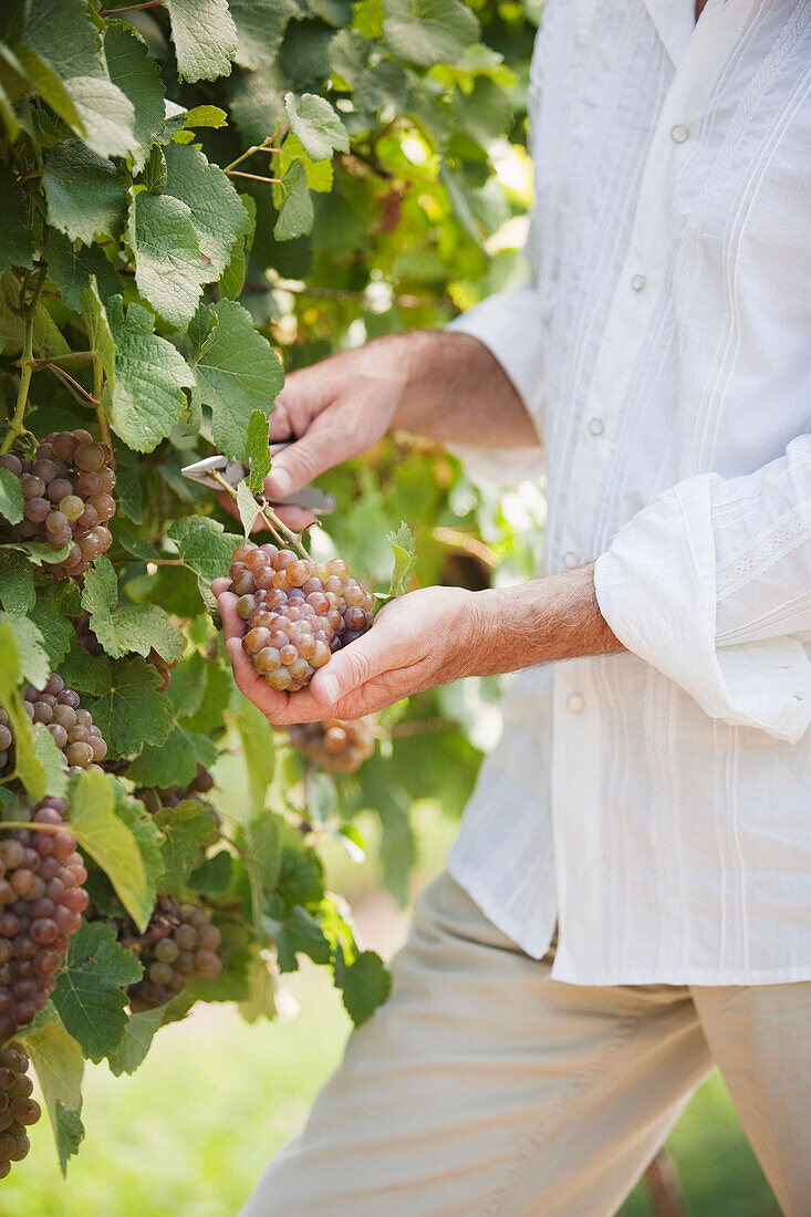 Wine Maker Cutting a Bunch of Grapes off the Vine