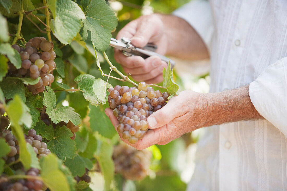 Wine Maker Cutting a Bunch of Grapes off the Vine