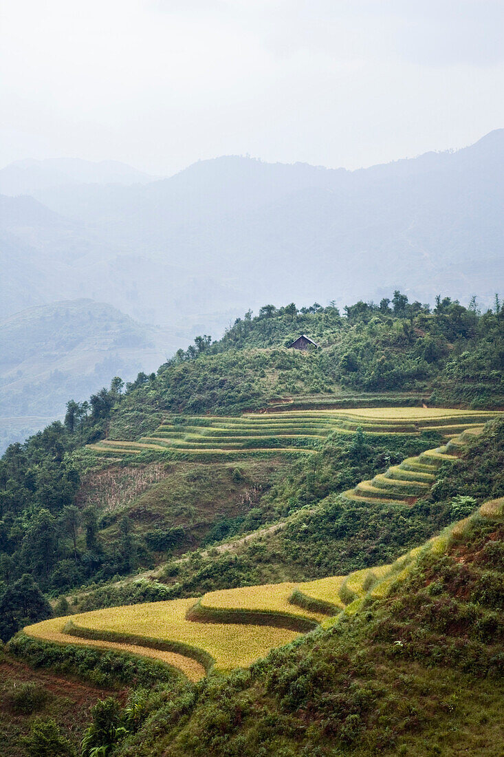 Rice Fields,Lao Cai Province,Vietnam