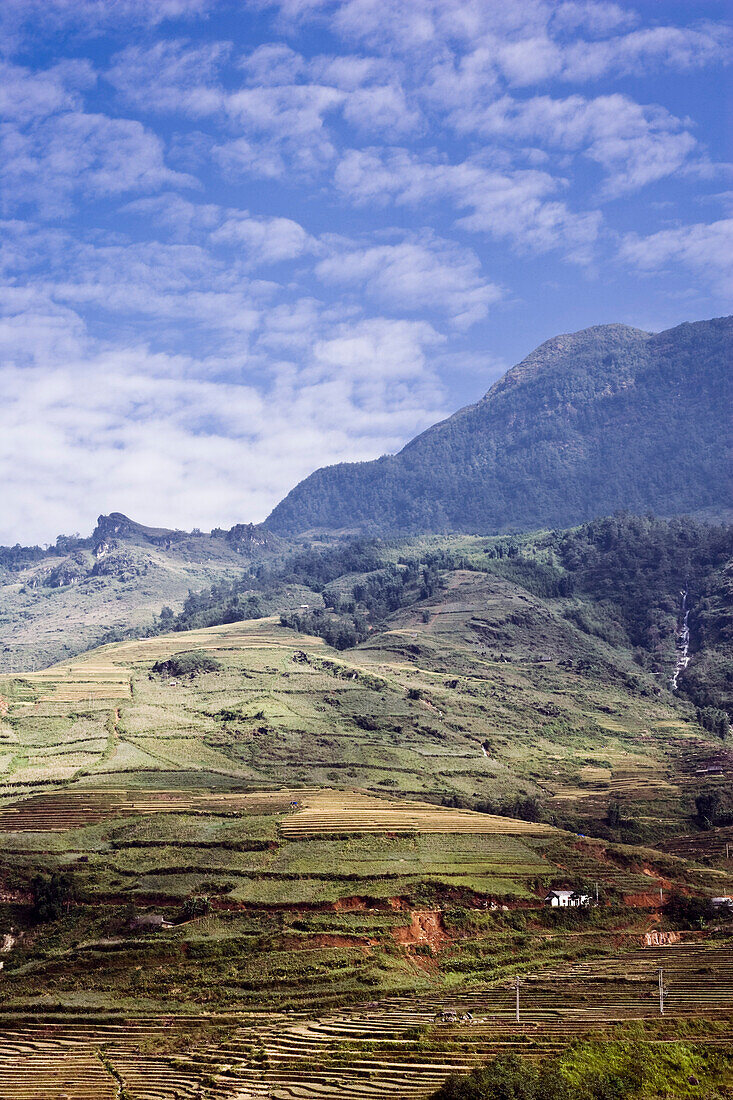 Reisfelder,Sa Pa,Lao Cai Provinz,Vietnam