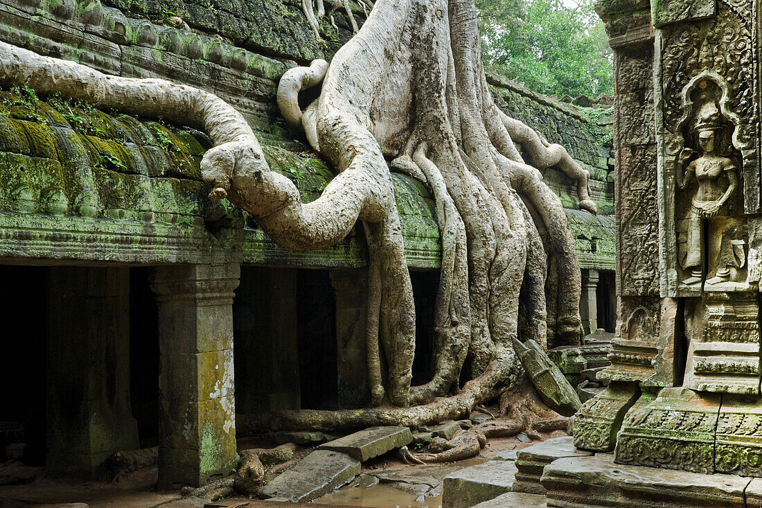 Ta-Prohm-Tempel,Angkor,Kambodscha