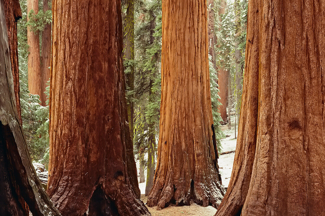 Riesenmammutbäume, Mariposa Grove Yosemite National Park Kalifornien, USA