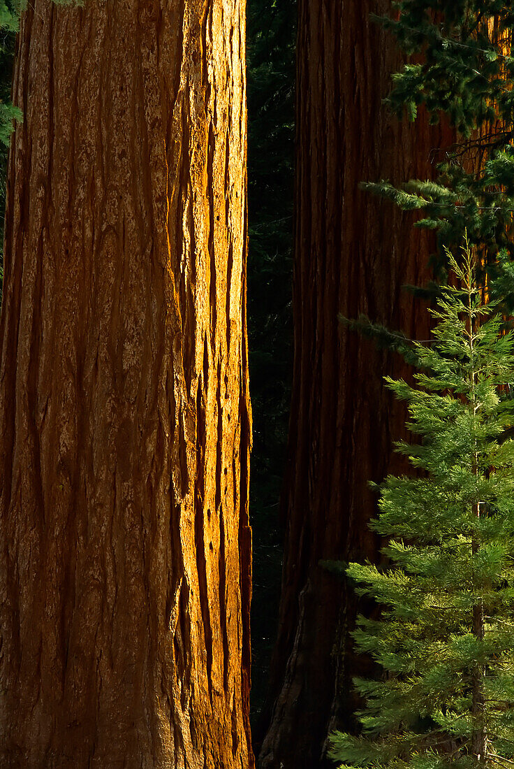 Giant Sequoias Grant Grove Kings Canyon National Park California,USA