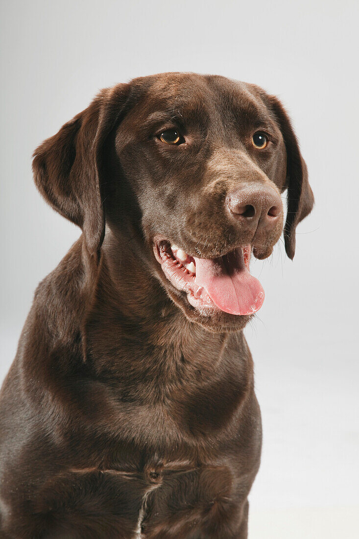 Portrait of Dog