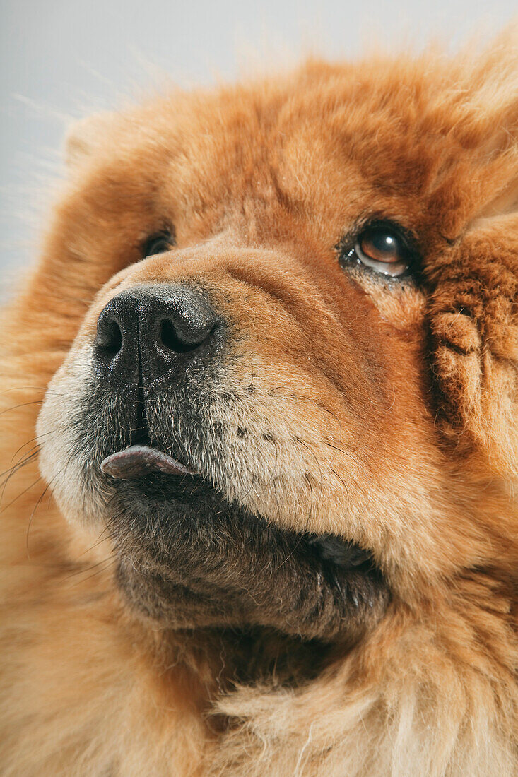 Portrait of Dog