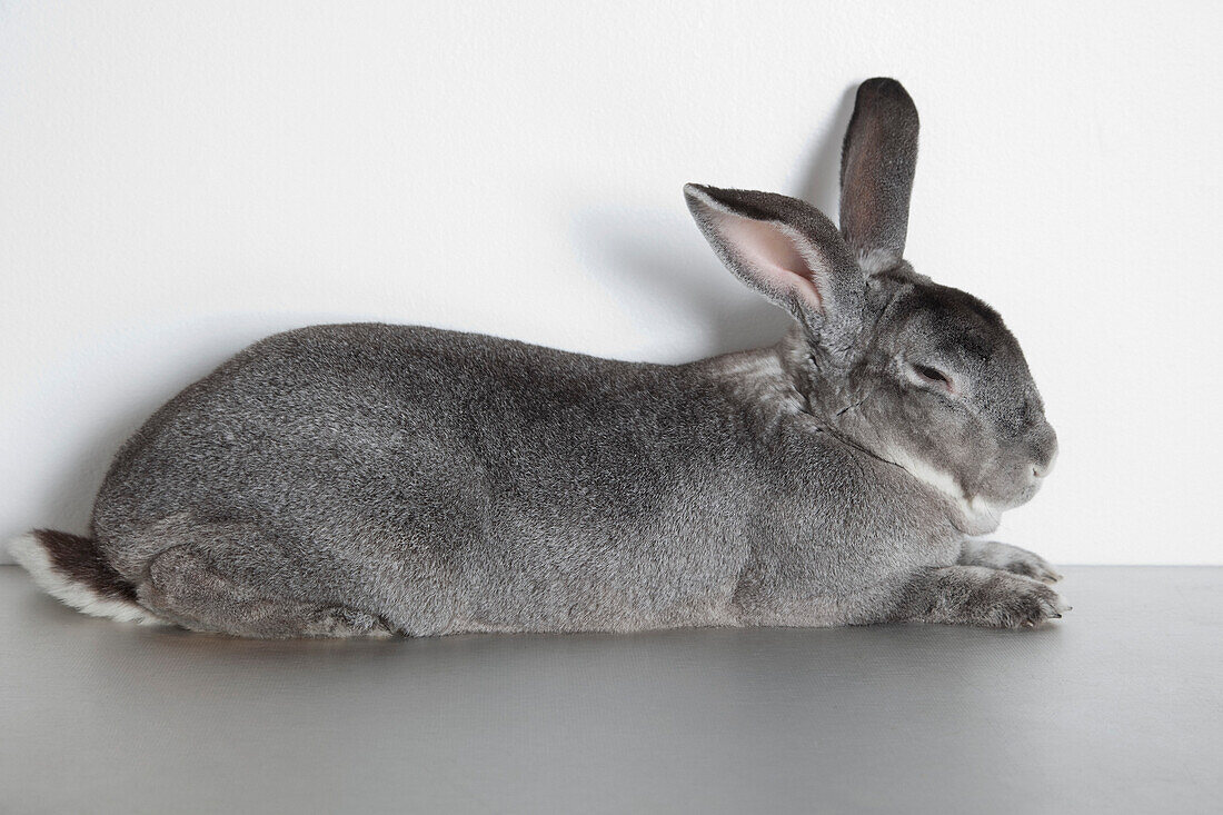 Rabbit Sleeping in Studio
