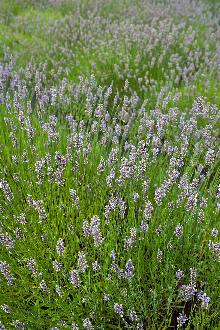 Lavender Field,Salt Spring Island,British Columbia,Canada