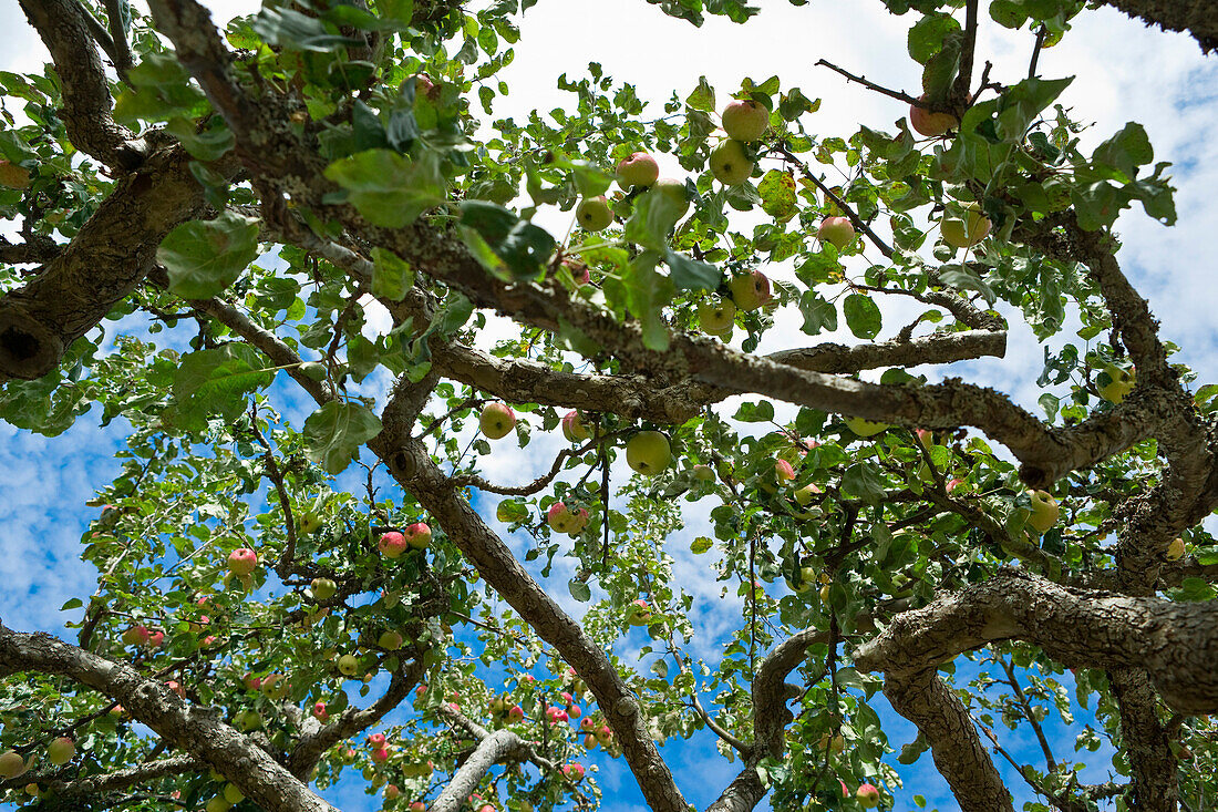 Apple Tree,Salt Spring Island,British Columbia,Canada