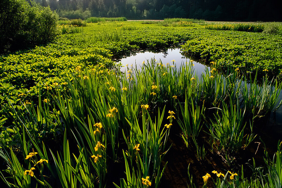 Beaver Lake,Stanley Park Vancouver,British Columbia Canada