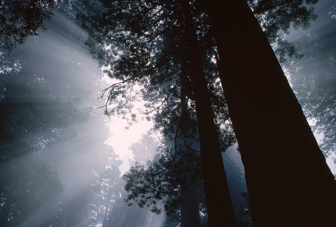 Lady Bird Johnson Grove,Redwood National Park,California,USA