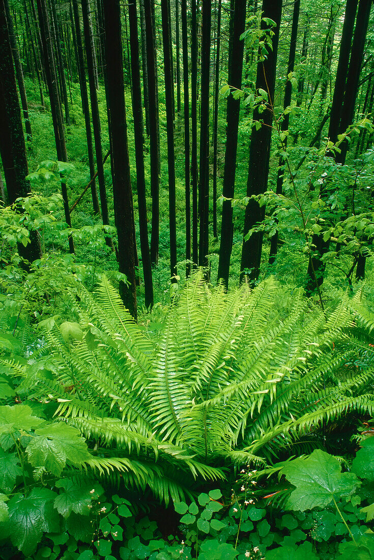 Ferns in Forest,Elowah Falls,Columbia Gorge,Oregon,USA