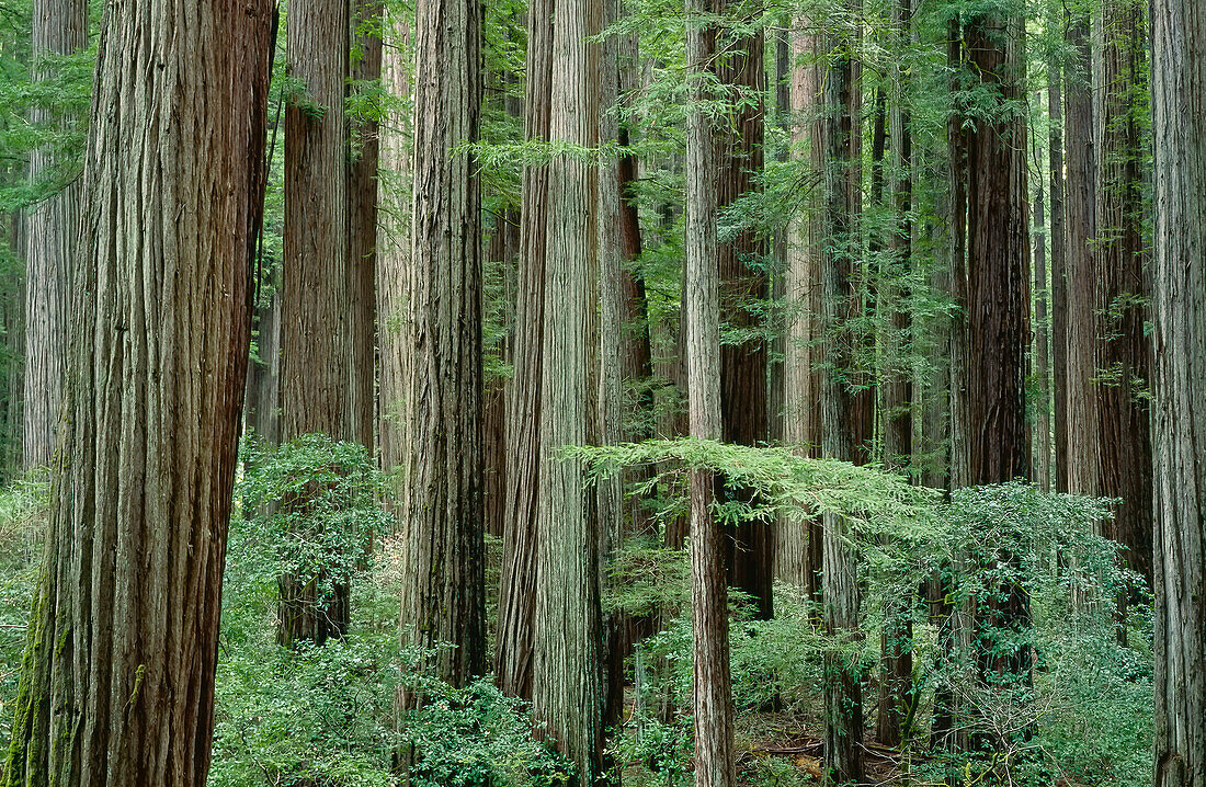 Humboldt Redwood State Park,California,USA