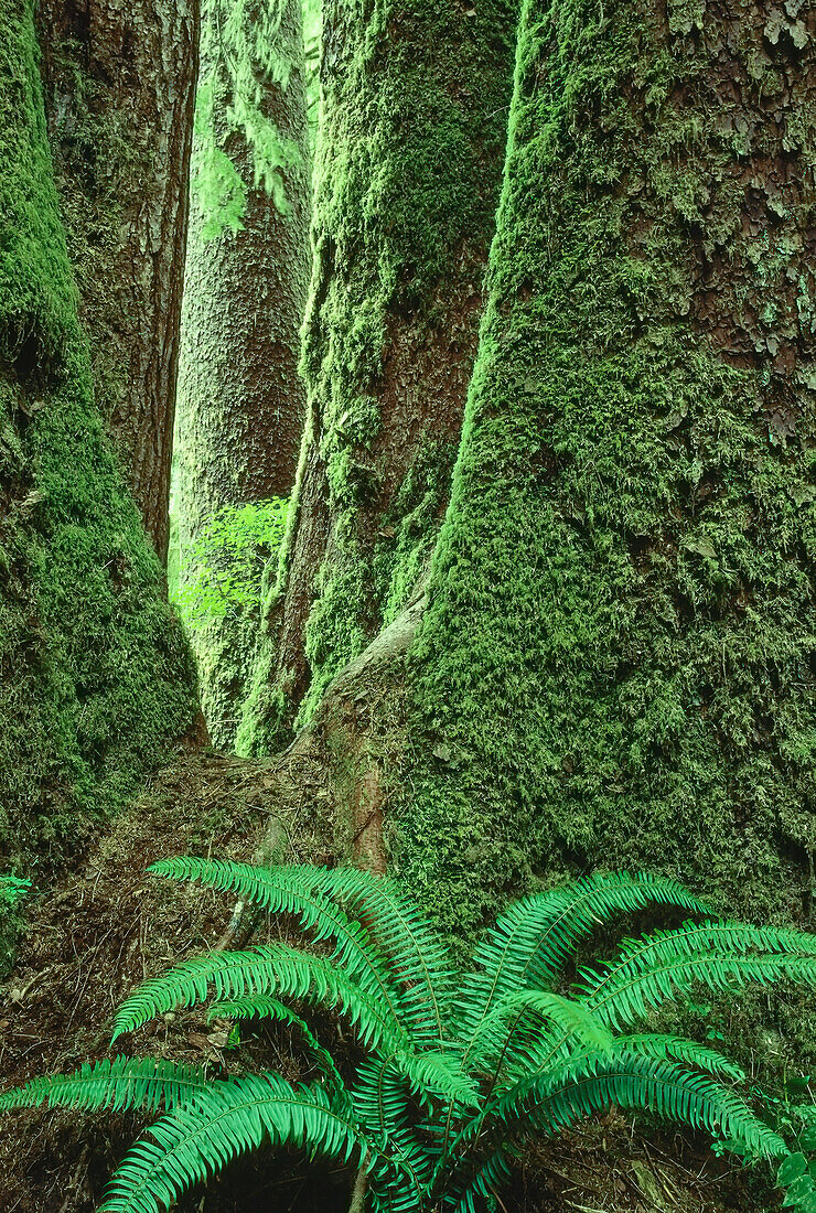 Giant Sitka Spruce,Carmanah Valley,British Columbia,Canada