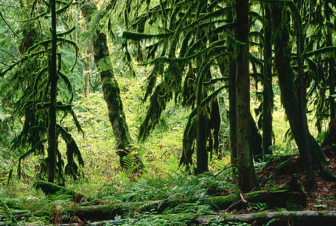 Rainforest in the Fraser River Valley,British Columbia,Canada