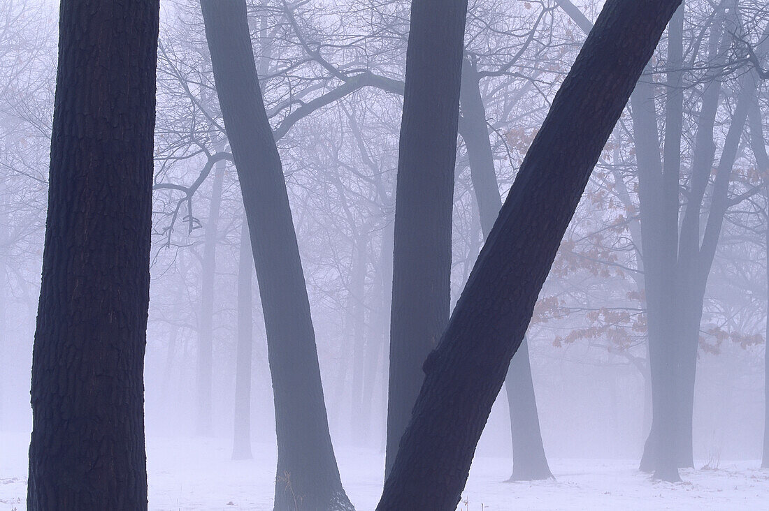 Winter Mist and Trees in High Park,Toronto Ontario,Canada