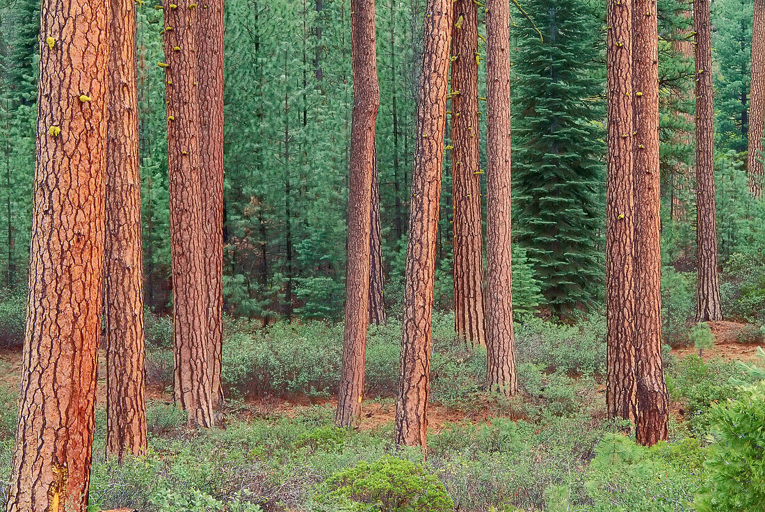 Ponderosa Pines,Shasta National Forest,California,USA